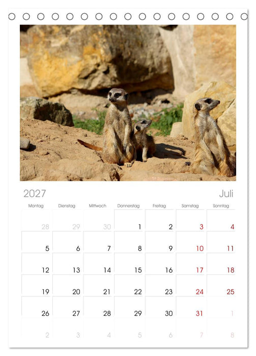 Erdmännchen (CALVENDO Tischplaner A5H 2027)