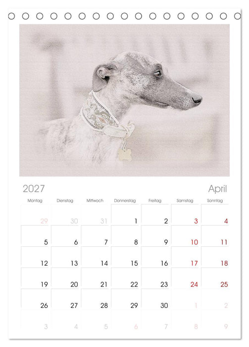 Whippet 2027 (CALVENDO Tischplaner A5H 2027)