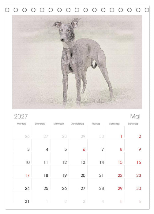 Whippet 2027 (CALVENDO Tischplaner A5H 2027)