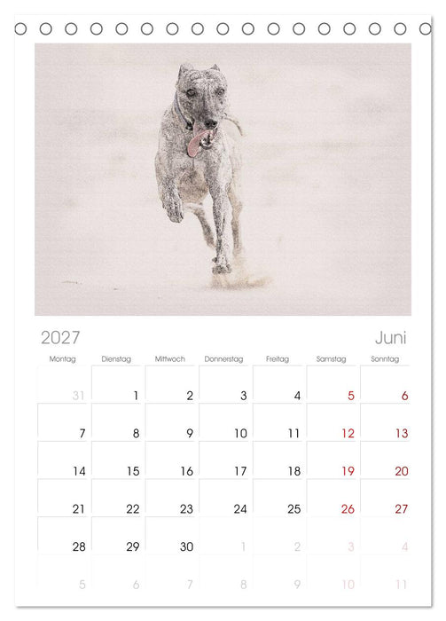 Whippet 2027 (CALVENDO Tischplaner A5H 2027)