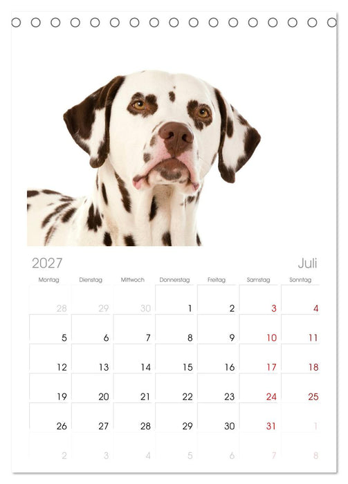 Dalmatiner (CALVENDO Tischplaner A5H 2027)