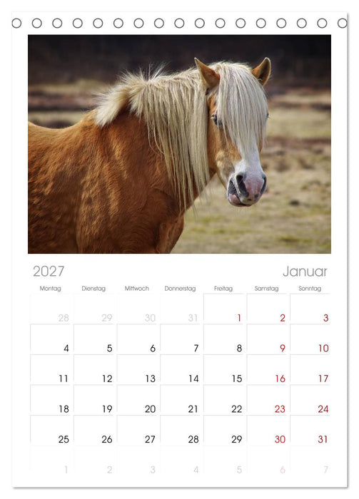Der Pferdekalender (CALVENDO Tischplaner A5H 2027)