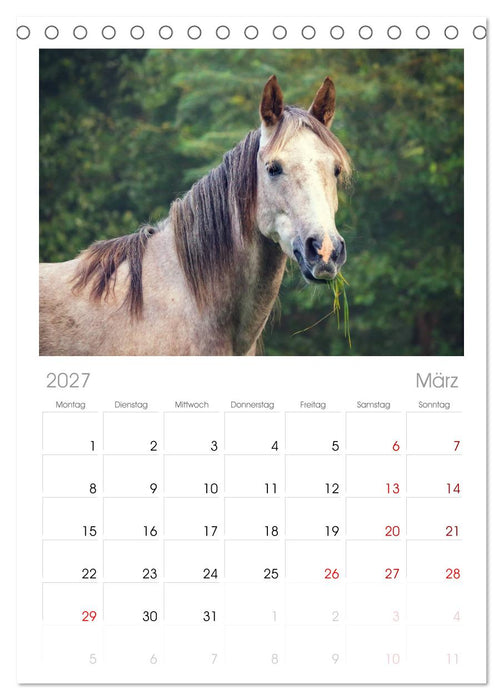 Der Pferdekalender (CALVENDO Tischplaner A5H 2027)