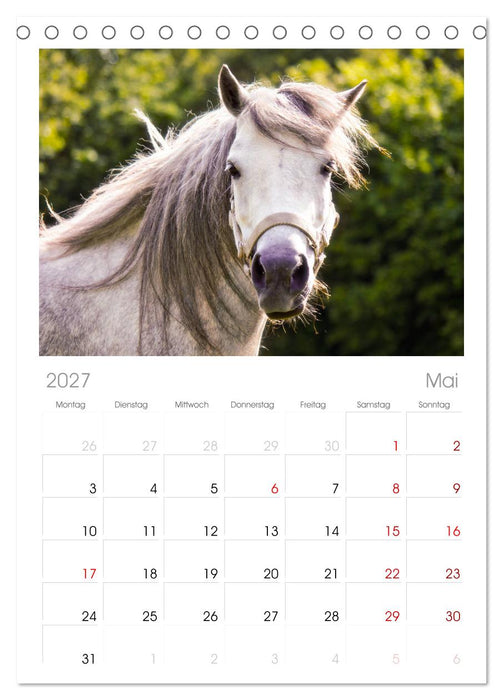 Der Pferdekalender (CALVENDO Tischplaner A5H 2027)