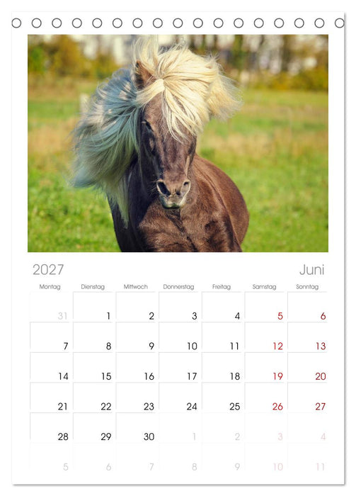 Der Pferdekalender (CALVENDO Tischplaner A5H 2027)