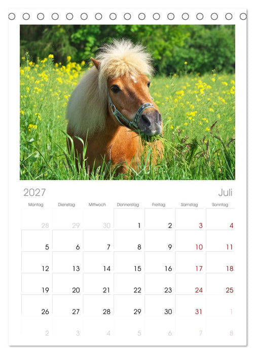 Der Pferdekalender (CALVENDO Tischplaner A5H 2027)