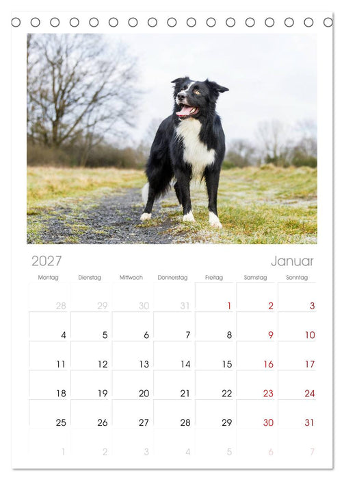 Border Collies 2027 (CALVENDO Tischplaner A5H 2027)