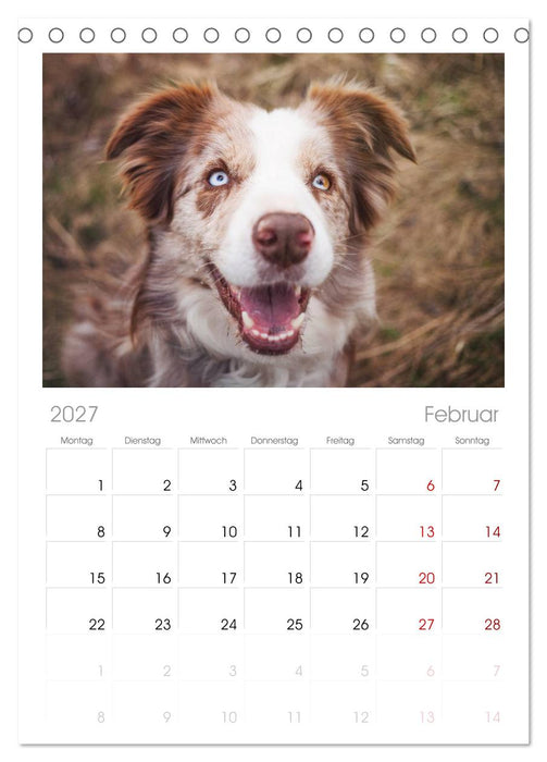 Border Collies 2027 (CALVENDO Tischplaner A5H 2027)