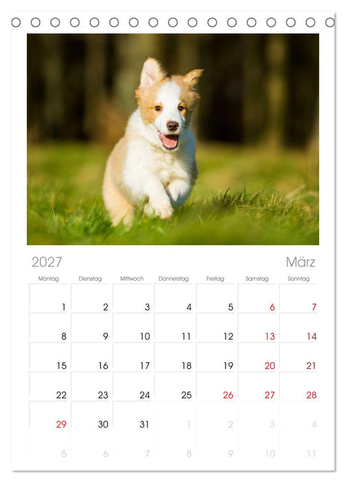 Border Collies 2027 (CALVENDO Tischplaner A5H 2027)
