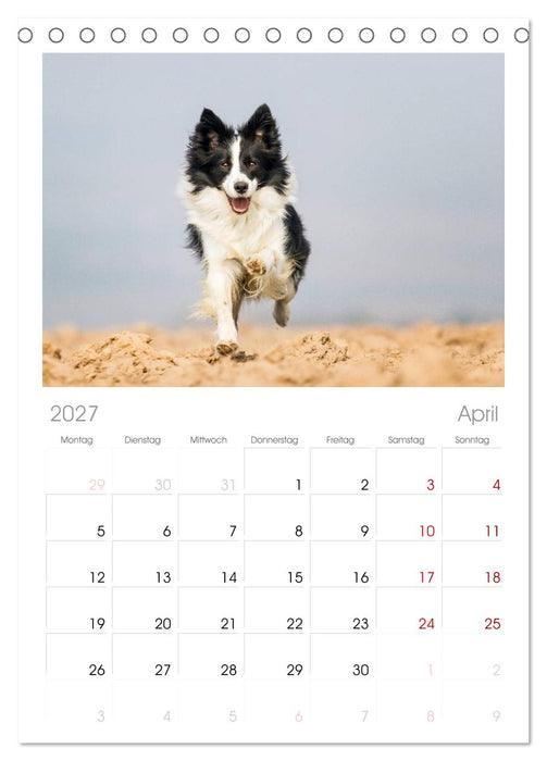 Border Collies 2027 (CALVENDO Tischplaner A5H 2027)
