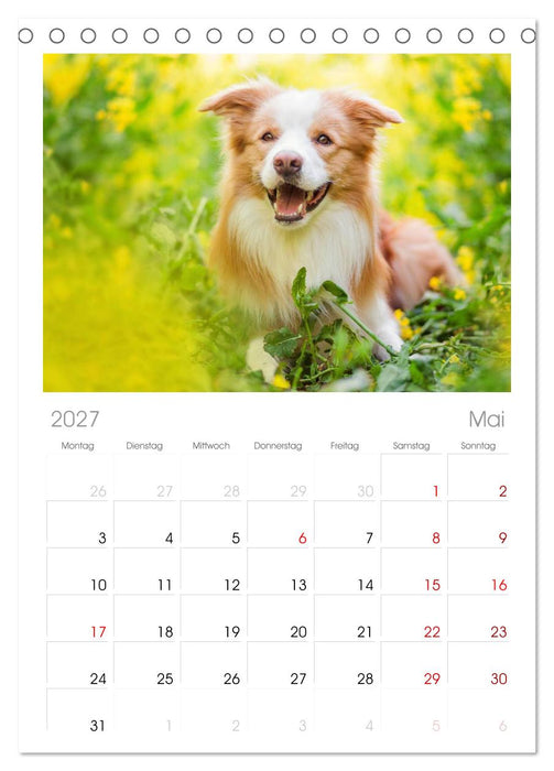 Border Collies 2027 (CALVENDO Tischplaner A5H 2027)