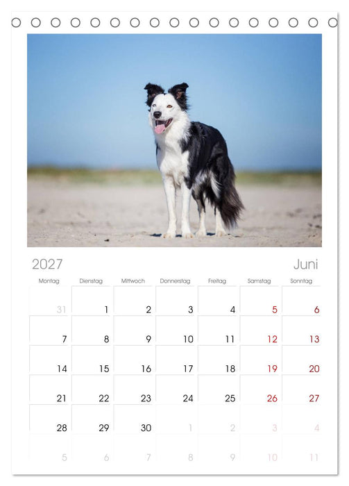 Border Collies 2027 (CALVENDO Tischplaner A5H 2027)