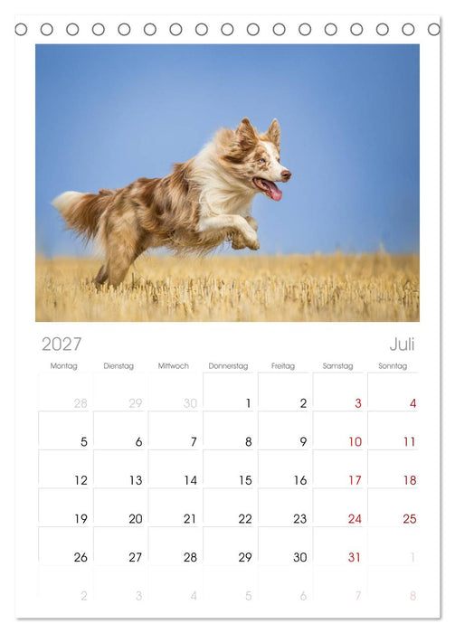 Border Collies 2027 (CALVENDO Tischplaner A5H 2027)