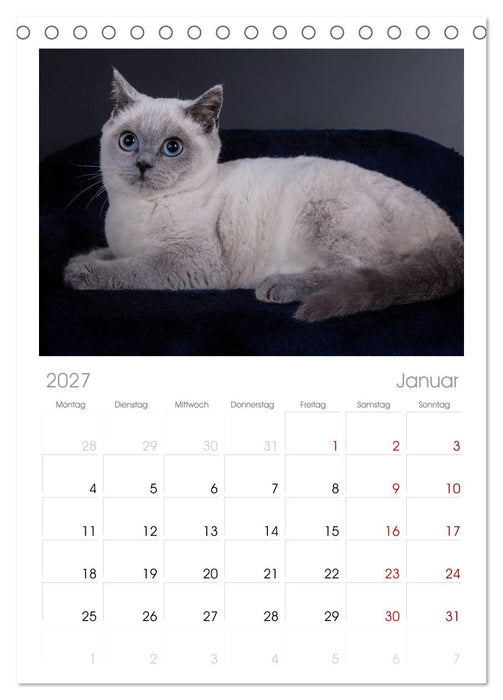 Britisch Kurzhaar Katzen (CALVENDO Tischplaner A5H 2027)