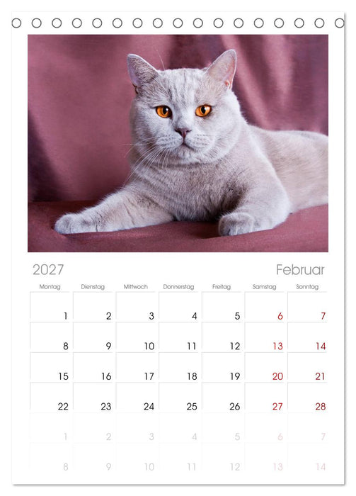 Britisch Kurzhaar Katzen (CALVENDO Tischplaner A5H 2027)
