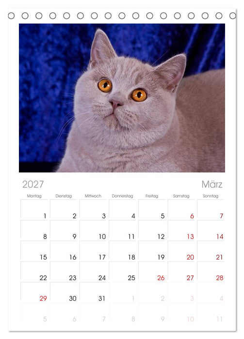 Britisch Kurzhaar Katzen (CALVENDO Tischplaner A5H 2027)