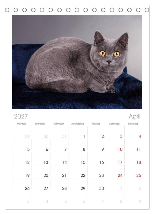 Britisch Kurzhaar Katzen (CALVENDO Tischplaner A5H 2027)