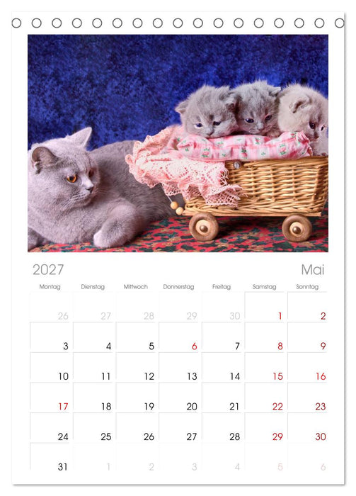 Britisch Kurzhaar Katzen (CALVENDO Tischplaner A5H 2027)