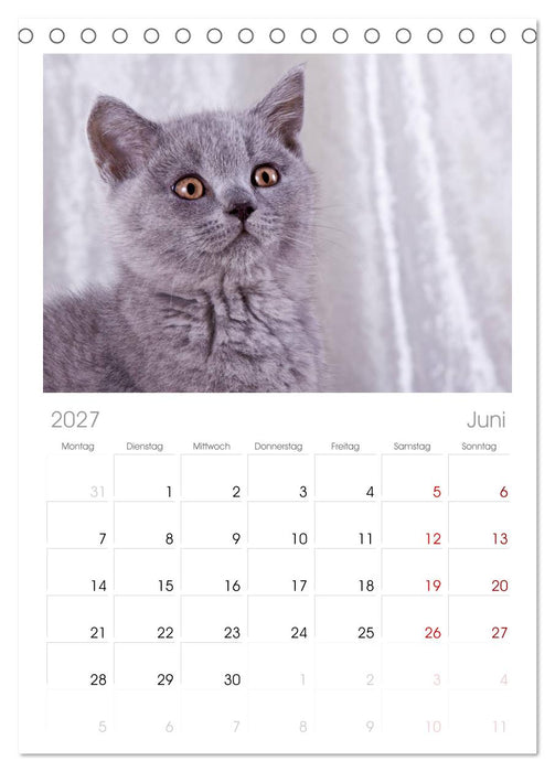 Britisch Kurzhaar Katzen (CALVENDO Tischplaner A5H 2027)