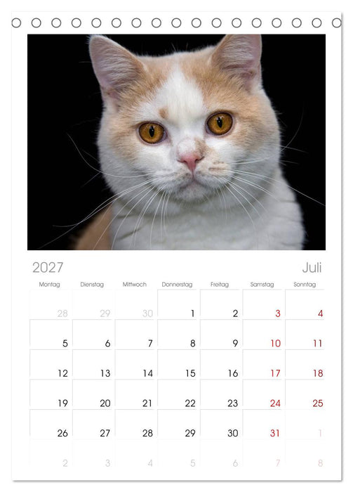 Britisch Kurzhaar Katzen (CALVENDO Tischplaner A5H 2027)