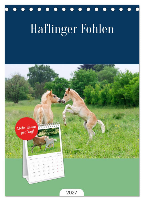Haflinger Fohlen (CALVENDO Tischplaner A5H 2027)