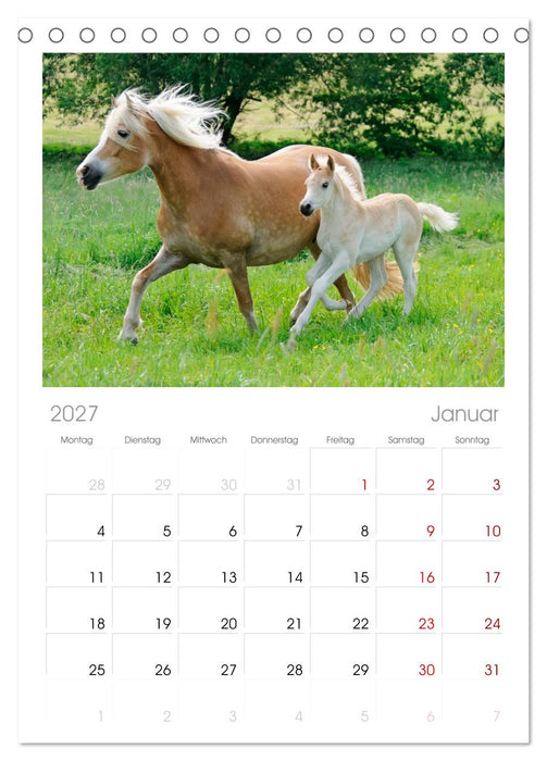 Haflinger Fohlen (CALVENDO Tischplaner A5H 2027)