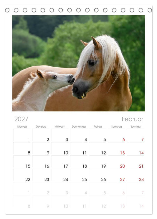Haflinger Fohlen (CALVENDO Tischplaner A5H 2027)