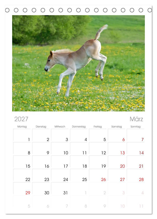 Haflinger Fohlen (CALVENDO Tischplaner A5H 2027)