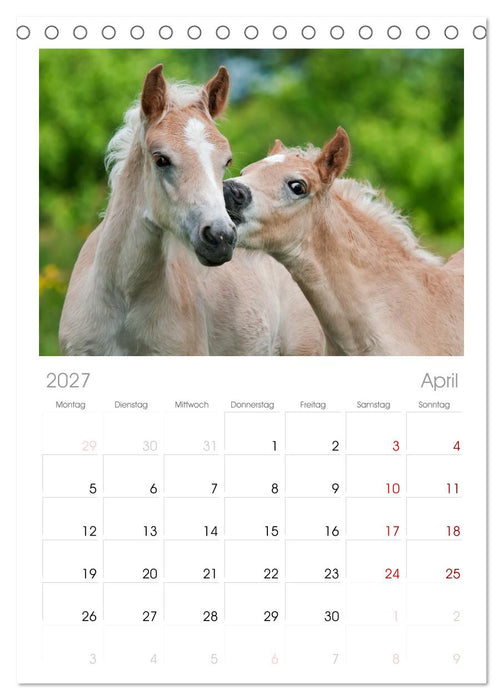 Haflinger Fohlen (CALVENDO Tischplaner A5H 2027)