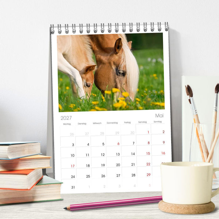 Haflinger Fohlen (CALVENDO Tischplaner A5H 2027)