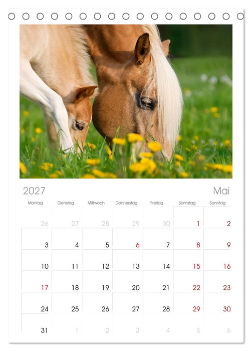 Haflinger Fohlen (CALVENDO Tischplaner A5H 2027)