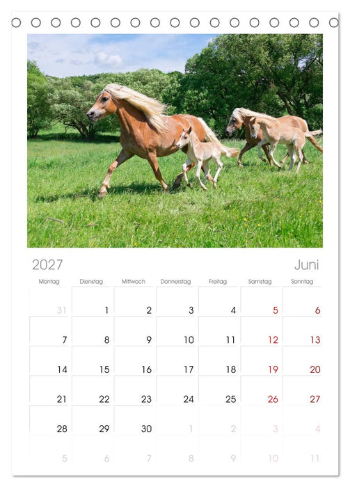 Haflinger Fohlen (CALVENDO Tischplaner A5H 2027)