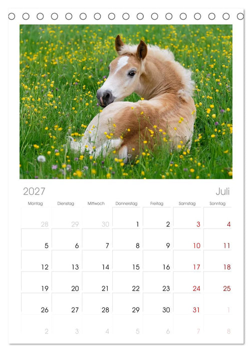Haflinger Fohlen (CALVENDO Tischplaner A5H 2027)