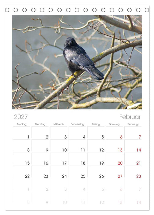 Das Leben der Rabenvögel (CALVENDO Tischplaner A5H 2027)