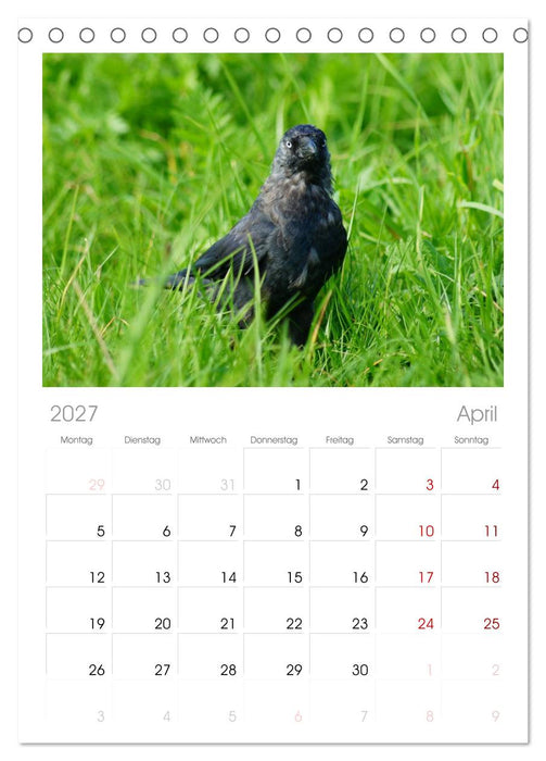 Das Leben der Rabenvögel (CALVENDO Tischplaner A5H 2027)