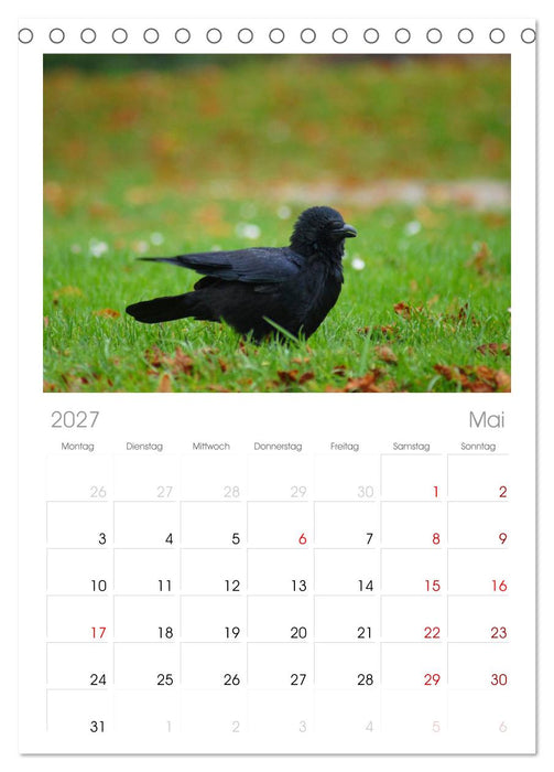 Das Leben der Rabenvögel (CALVENDO Tischplaner A5H 2027)