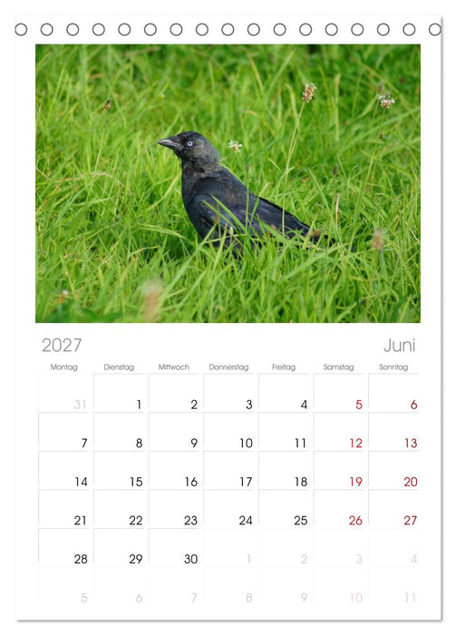 Das Leben der Rabenvögel (CALVENDO Tischplaner A5H 2027)