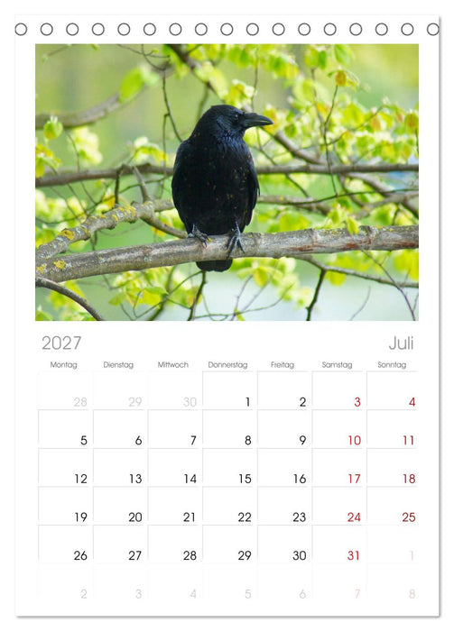Das Leben der Rabenvögel (CALVENDO Tischplaner A5H 2027)