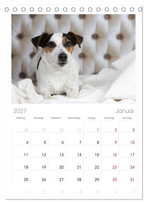 Jack Russell - Klein, aber oho! (CALVENDO Tischplaner A5H 2027)
