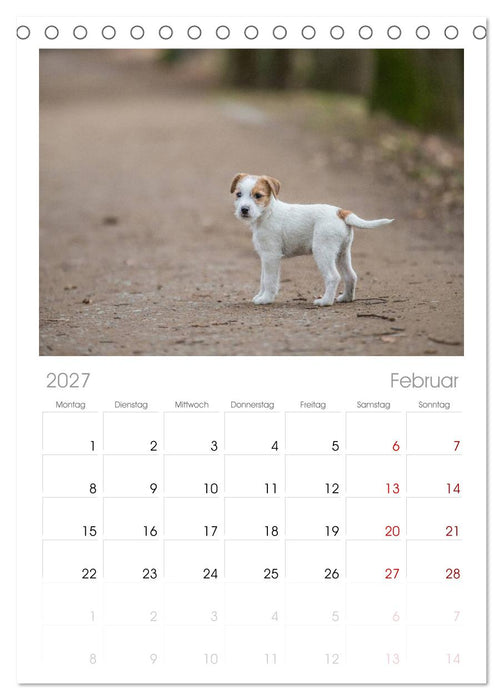Jack Russell - Klein, aber oho! (CALVENDO Tischplaner A5H 2027)