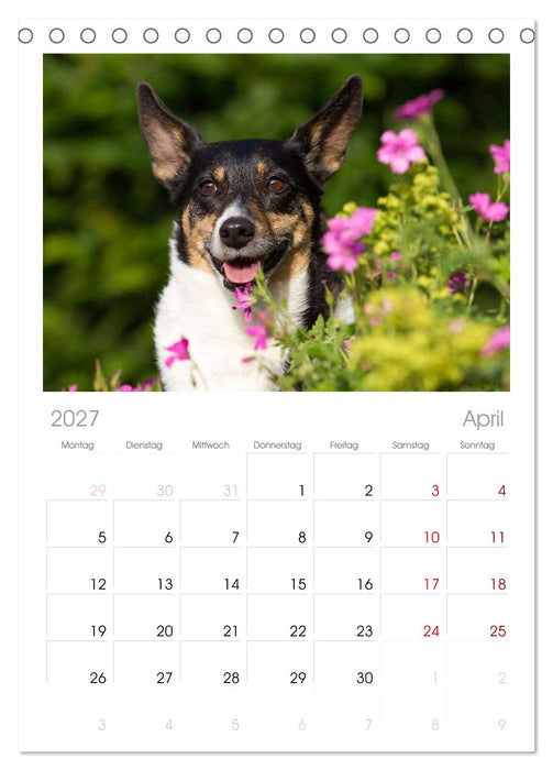 Jack Russell - Klein, aber oho! (CALVENDO Tischplaner A5H 2027)