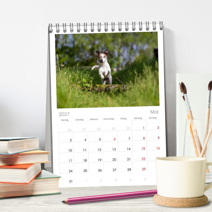 Jack Russell - Klein, aber oho! (CALVENDO Tischplaner A5H 2027)