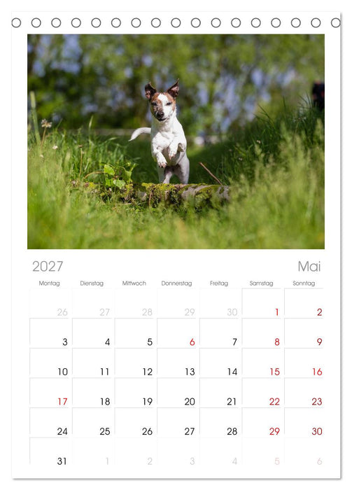 Jack Russell - Klein, aber oho! (CALVENDO Tischplaner A5H 2027)