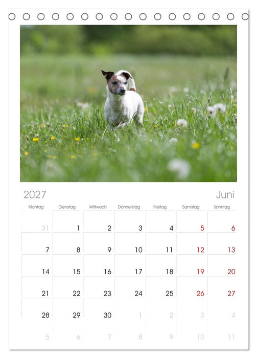 Jack Russell - Klein, aber oho! (CALVENDO Tischplaner A5H 2027)