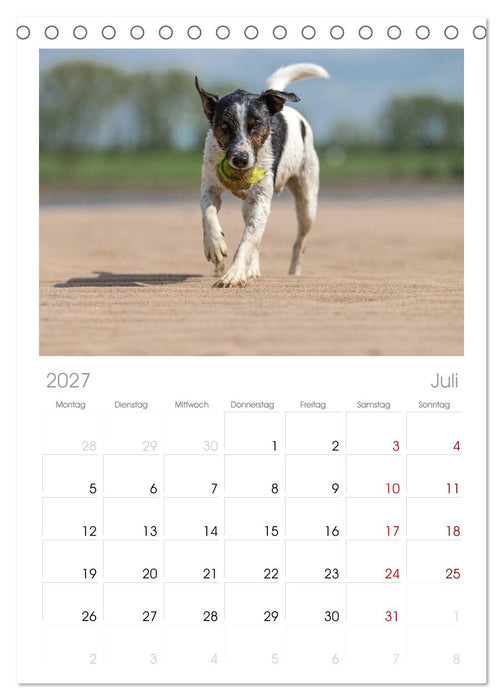 Jack Russell - Klein, aber oho! (CALVENDO Tischplaner A5H 2027)