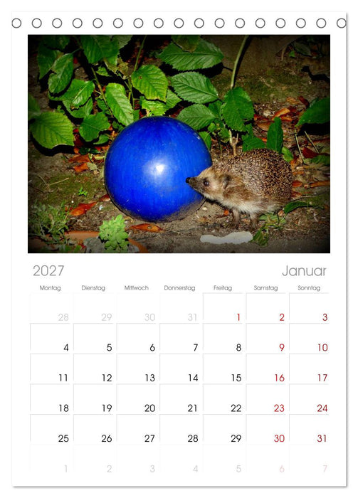 Meine Igel (CALVENDO Tischplaner A5H 2027)