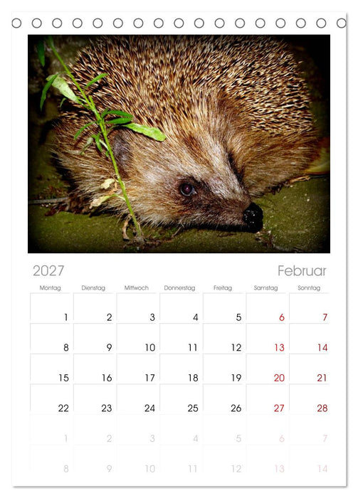 Meine Igel (CALVENDO Tischplaner A5H 2027)