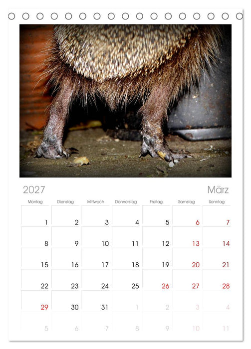 Meine Igel (CALVENDO Tischplaner A5H 2027)