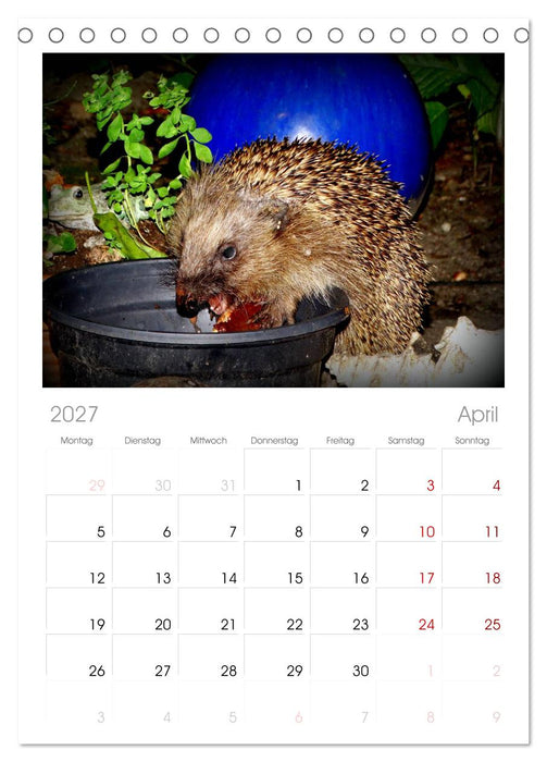 Meine Igel (CALVENDO Tischplaner A5H 2027)