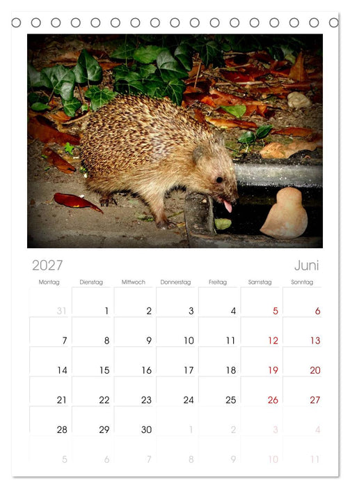 Meine Igel (CALVENDO Tischplaner A5H 2027)
